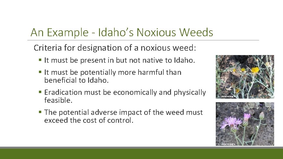 An Example - Idaho’s Noxious Weeds Criteria for designation of a noxious weed: §