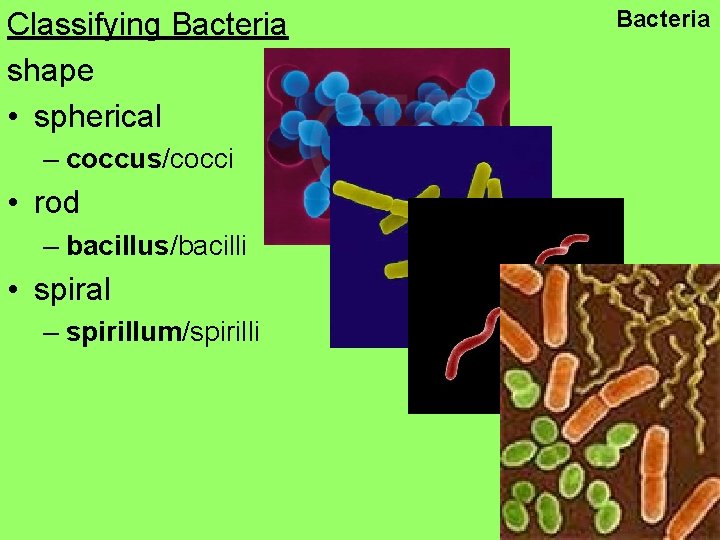 Classifying Bacteria shape • spherical – coccus/cocci • rod – bacillus/bacilli • spiral –