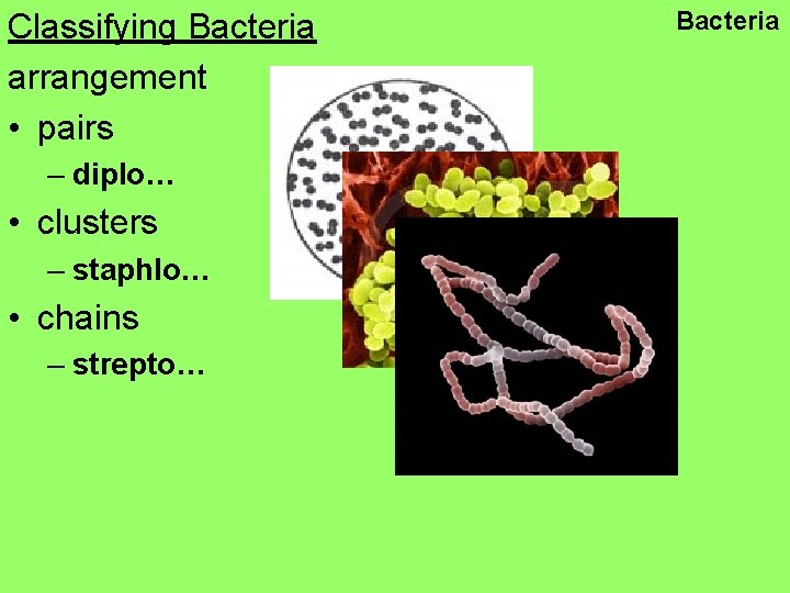 Classifying Bacteria arrangement • pairs – diplo… • clusters – staphlo… • chains –