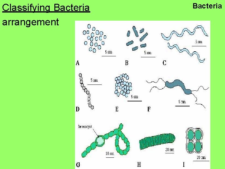 Classifying Bacteria arrangement Bacteria 