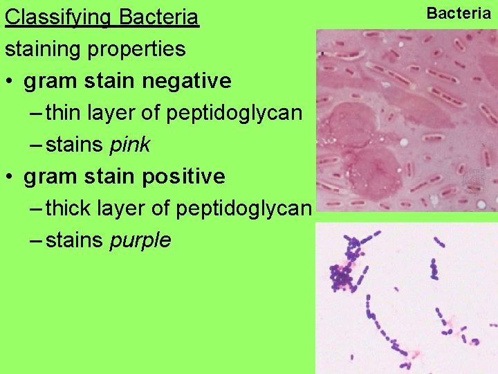 Classifying Bacteria staining properties • gram stain negative – thin layer of peptidoglycan –