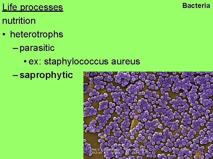 Life processes nutrition • heterotrophs – parasitic • ex: staphylococcus aureus – saprophytic Bacteria