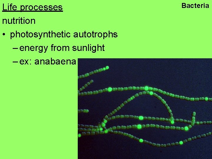 Life processes nutrition • photosynthetic autotrophs – energy from sunlight – ex: anabaena Bacteria