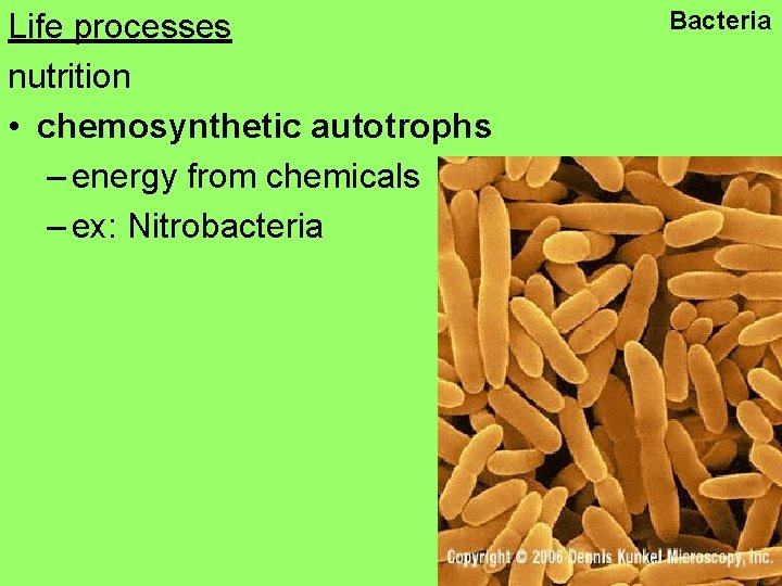 Life processes nutrition • chemosynthetic autotrophs – energy from chemicals – ex: Nitrobacteria Bacteria