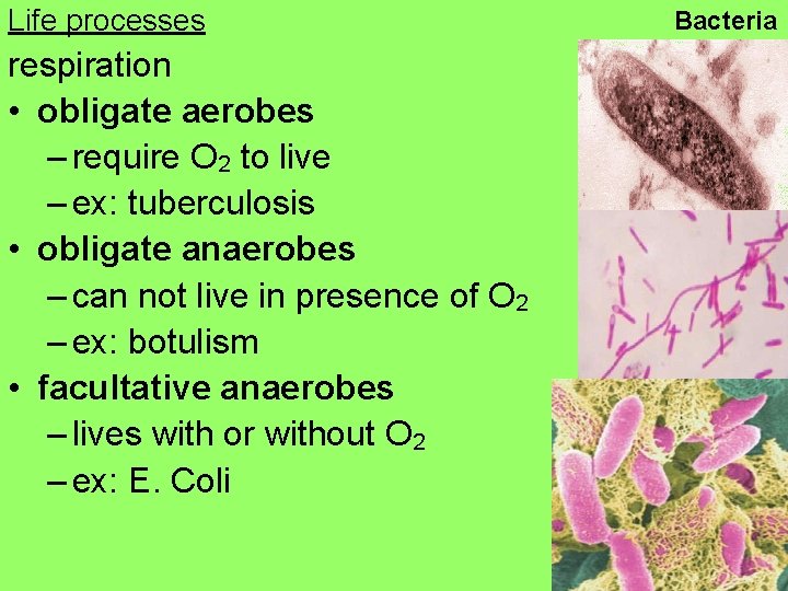 Life processes respiration • obligate aerobes – require O 2 to live – ex: