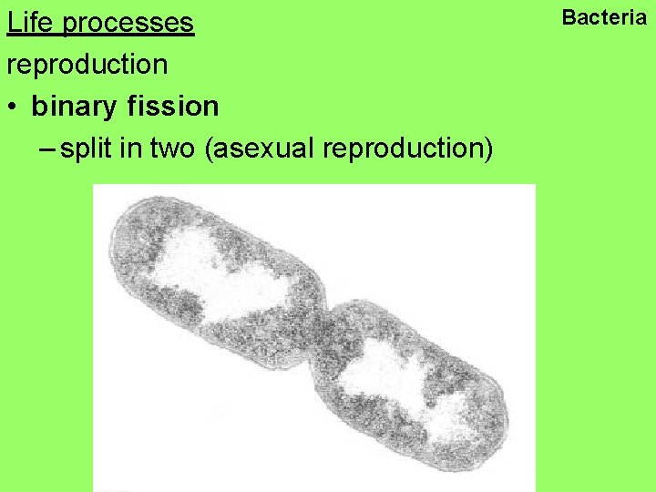 Life processes reproduction • binary fission – split in two (asexual reproduction) Bacteria 