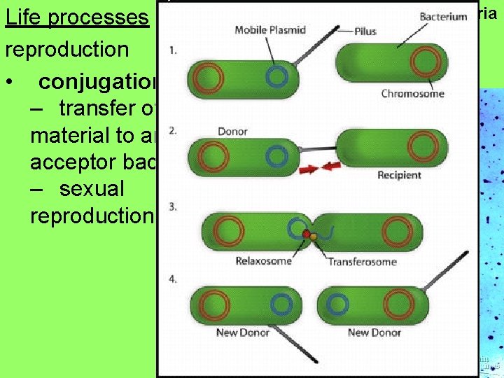 Life processes reproduction • conjugation – transfer of genetic material to an acceptor bacterium
