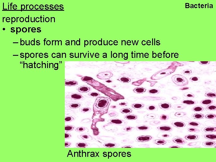 Life processes reproduction • spores – buds form and produce new cells – spores