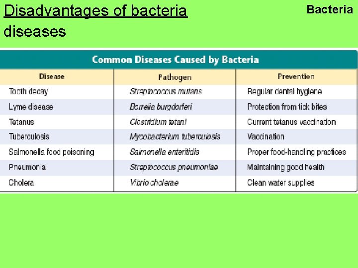 Disadvantages of bacteria diseases Bacteria 