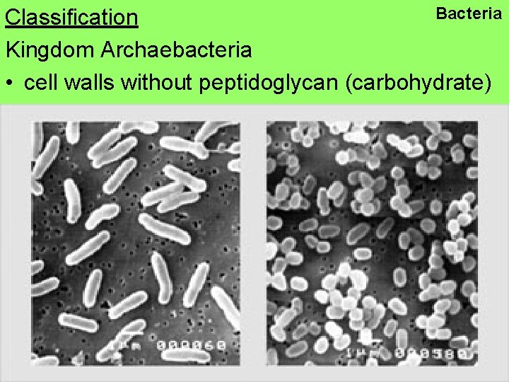 Bacteria Classification Kingdom Archaebacteria • cell walls without peptidoglycan (carbohydrate) 