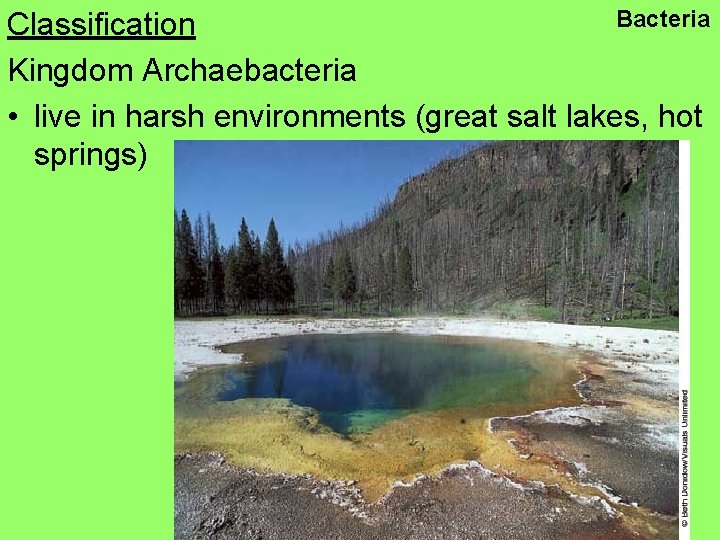 Bacteria Classification Kingdom Archaebacteria • live in harsh environments (great salt lakes, hot springs)