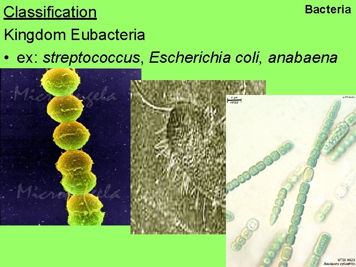 Bacteria Classification Kingdom Eubacteria • ex: streptococcus, Escherichia coli, anabaena 