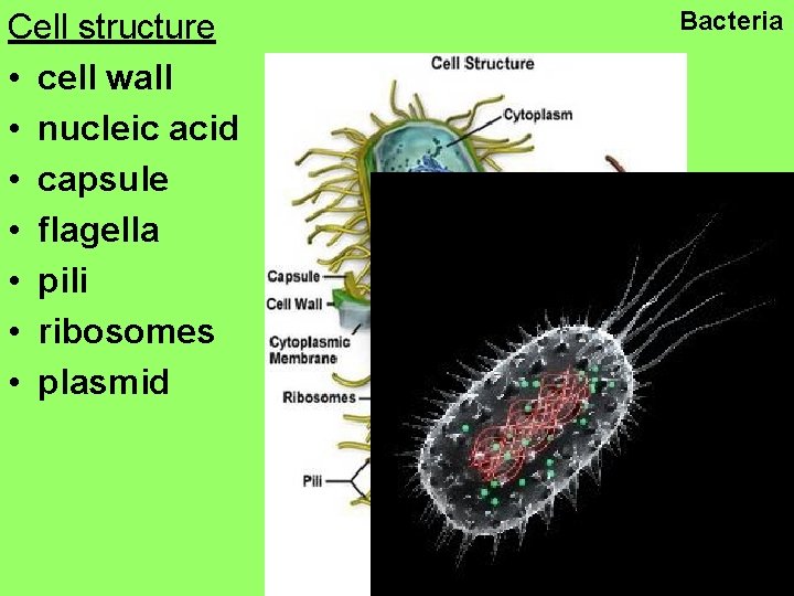 Cell structure • cell wall • nucleic acid • capsule • flagella • pili