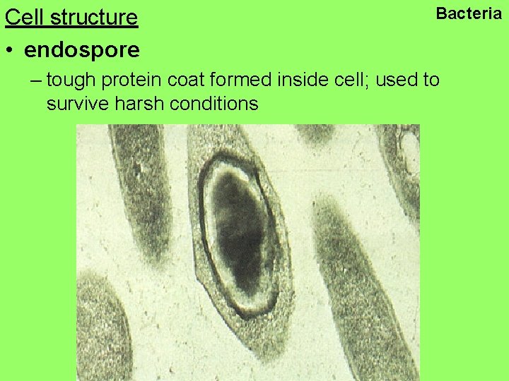 Cell structure • endospore Bacteria – tough protein coat formed inside cell; used to