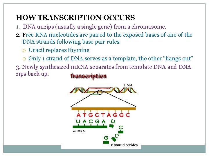 HOW TRANSCRIPTION OCCURS 1. DNA unzips (usually a single gene) from a chromosome. 2.