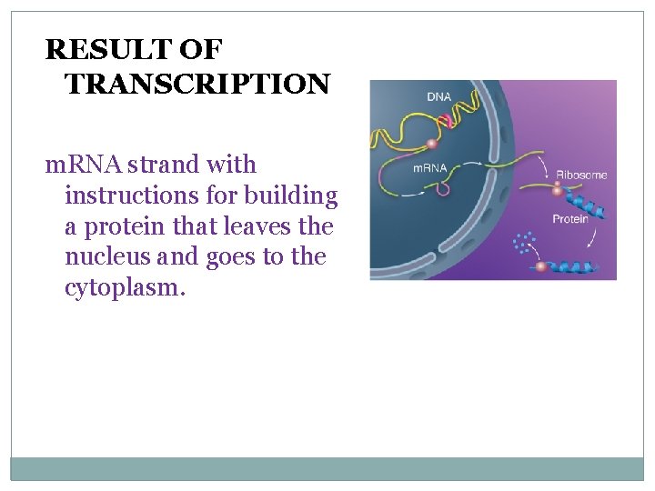 RESULT OF TRANSCRIPTION m. RNA strand with instructions for building a protein that leaves