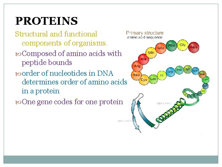 PROTEINS Structural and functional components of organisms. Composed of amino acids with peptide bounds