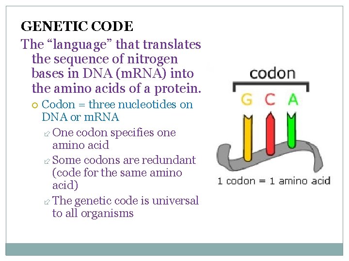 GENETIC CODE The “language” that translates the sequence of nitrogen bases in DNA (m.