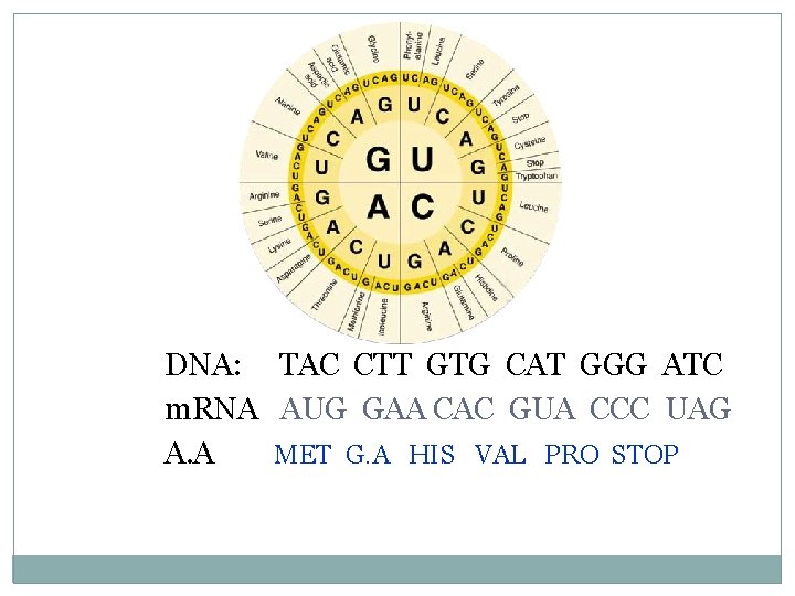 DNA: TAC CTT GTG CAT GGG ATC m. RNA AUG GAA CAC GUA CCC