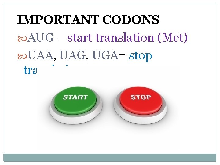 IMPORTANT CODONS AUG = start translation (Met) UAA, UAG, UGA= stop translation 