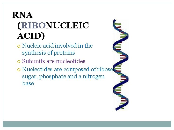 RNA (RIBONUCLEIC ACID) Nucleic acid involved in the synthesis of proteins Subunits are nucleotides