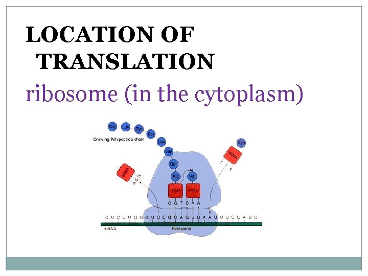 LOCATION OF TRANSLATION ribosome (in the cytoplasm) 