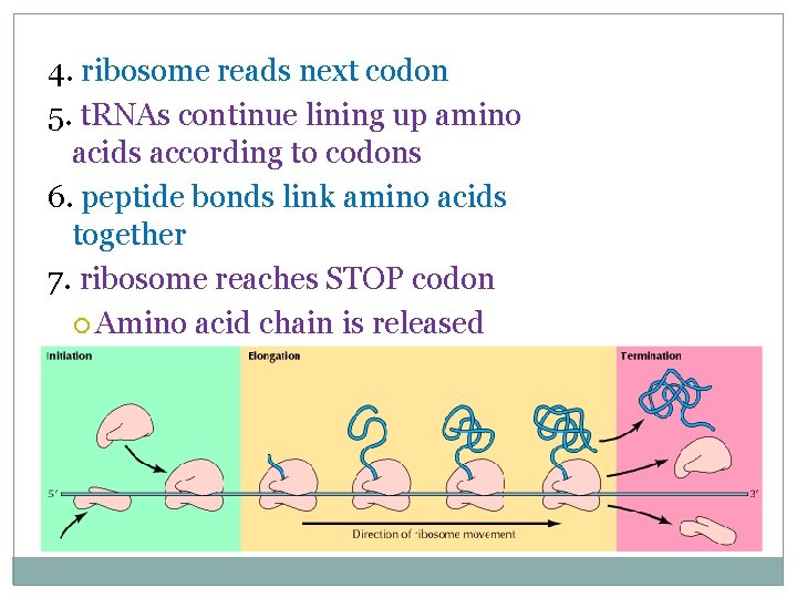 4. ribosome reads next codon 5. t. RNAs continue lining up amino acids according