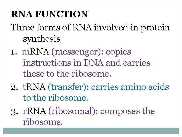 RNA FUNCTION Three forms of RNA involved in protein synthesis 1. m. RNA (messenger):