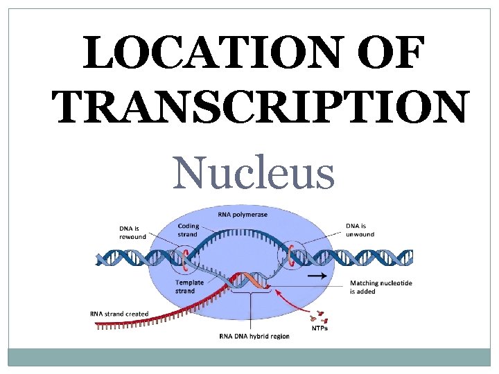 LOCATION OF TRANSCRIPTION Nucleus 