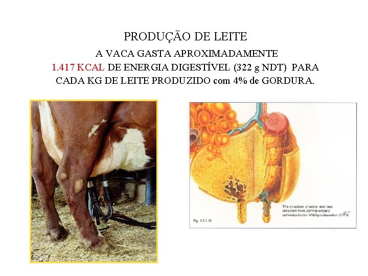 PRODUÇÃO DE LEITE A VACA GASTA APROXIMADAMENTE 1. 417 KCAL DE ENERGIA DIGESTÍVEL (322