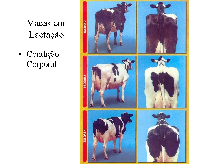 Vacas em Lactação • Condição Corporal 