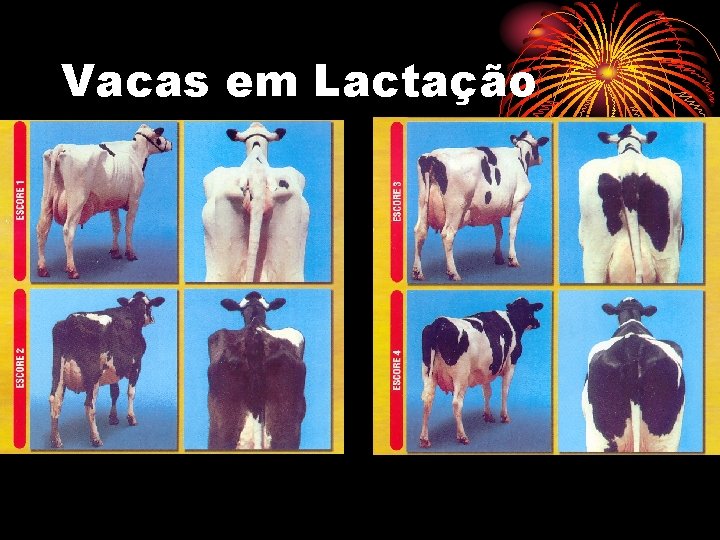 Vacas em Lactação 