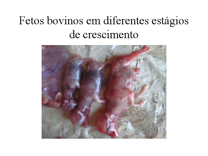 Fetos bovinos em diferentes estágios de crescimento 