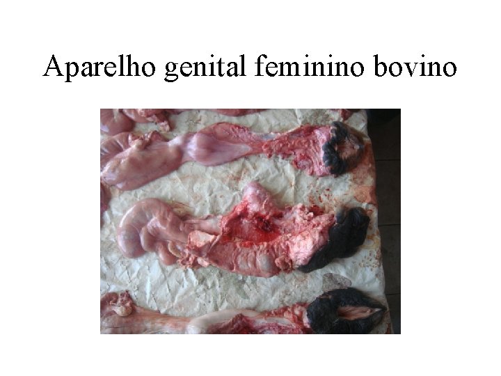 Aparelho genital feminino bovino 