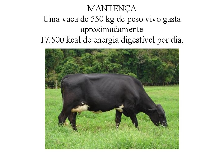 MANTENÇA Uma vaca de 550 kg de peso vivo gasta aproximadamente 17. 500 kcal