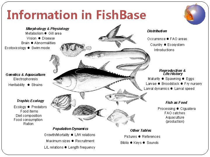 Information in Fish. Base Morphology & Physiology Metabolism ● Gill area Vision ● Disease