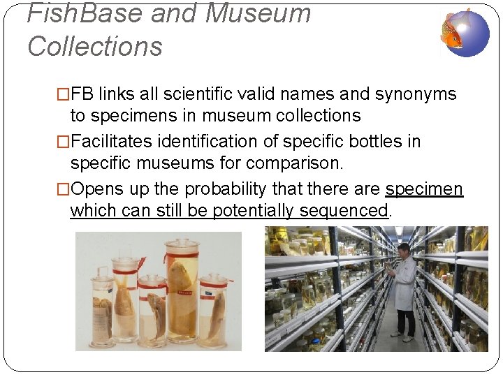Fish. Base and Museum Collections �FB links all scientific valid names and synonyms to