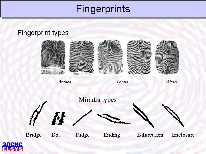 Fingerprints Fingerprint types Arches Loops Whorl Minutia types Bridge Dot Ridge Ending Bifurcation Enclosure