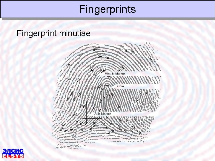 Fingerprints Fingerprint minutiae 