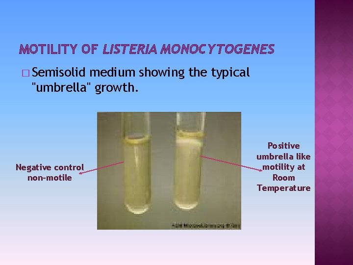 MOTILITY OF LISTERIA MONOCYTOGENES � Semisolid medium showing the typical "umbrella" growth. Negative control