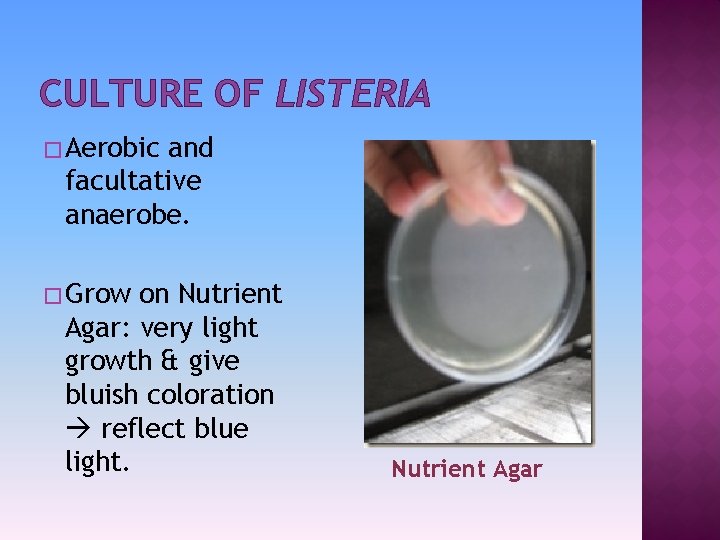 CULTURE OF LISTERIA � Aerobic and facultative anaerobe. � Grow on Nutrient Agar: very