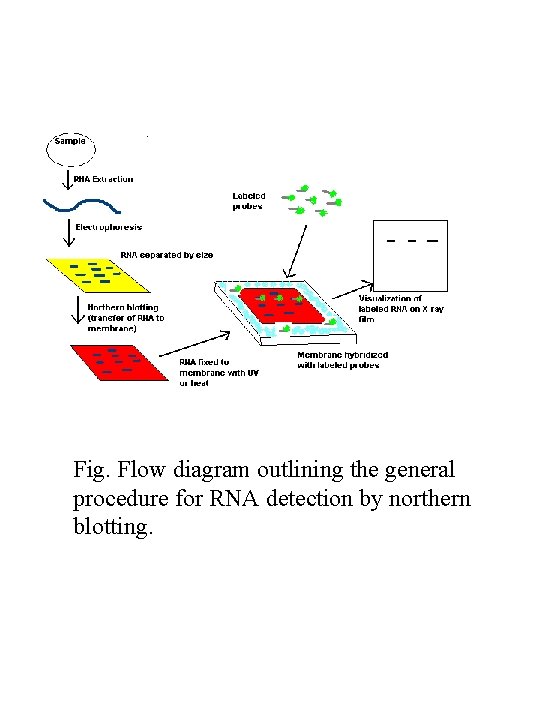 Fig. Flow diagram outlining the general procedure for RNA detection by northern blotting. 