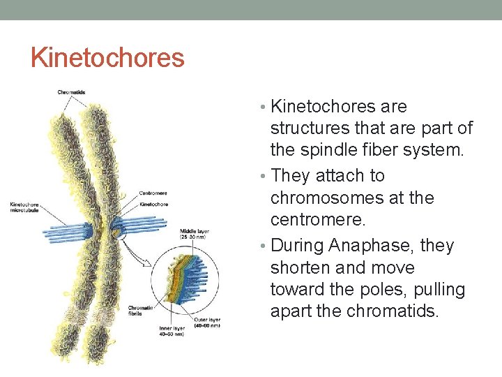 Kinetochores • Kinetochores are structures that are part of the spindle fiber system. •