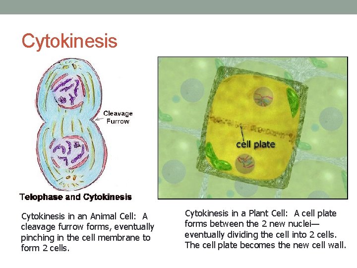 Cytokinesis in an Animal Cell: A cleavage furrow forms, eventually pinching in the cell