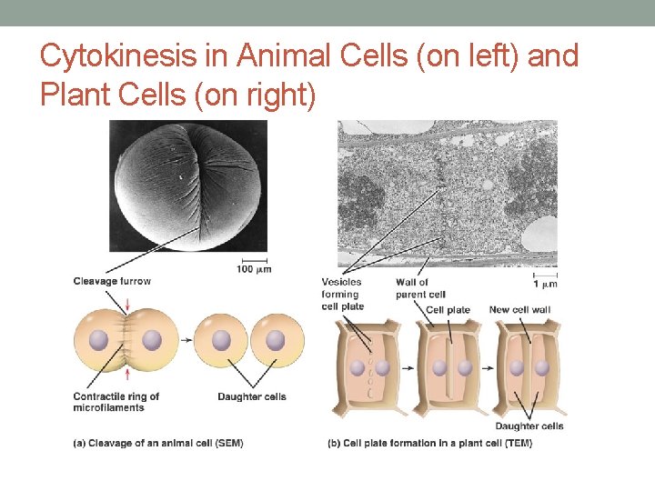 Cytokinesis in Animal Cells (on left) and Plant Cells (on right) 