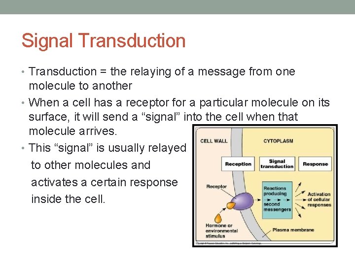 Signal Transduction • Transduction = the relaying of a message from one molecule to