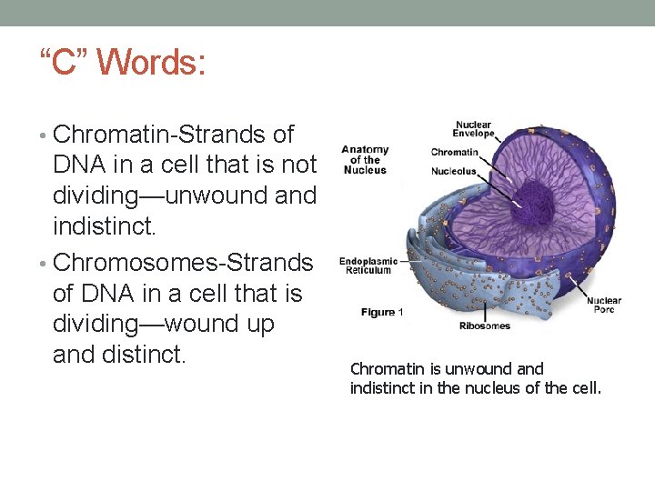 “C” Words: • Chromatin-Strands of DNA in a cell that is not dividing—unwound and