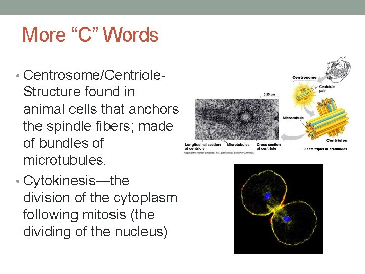 More “C” Words • Centrosome/Centriole- Structure found in animal cells that anchors the spindle
