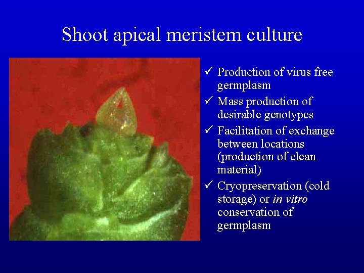 Shoot apical meristem culture ü Production of virus free germplasm ü Mass production of