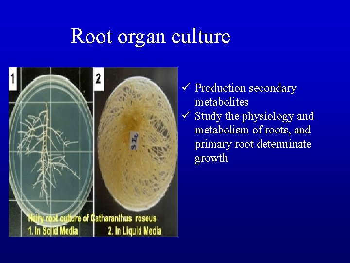 Root organ culture ü Production secondary metabolites ü Study the physiology and metabolism of